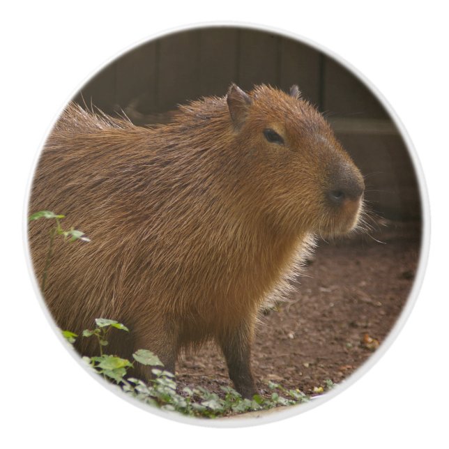 Capybara Keramikknauf (Vorderseite)