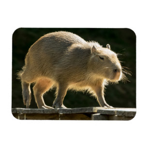 Capybara-kleiner Magnet