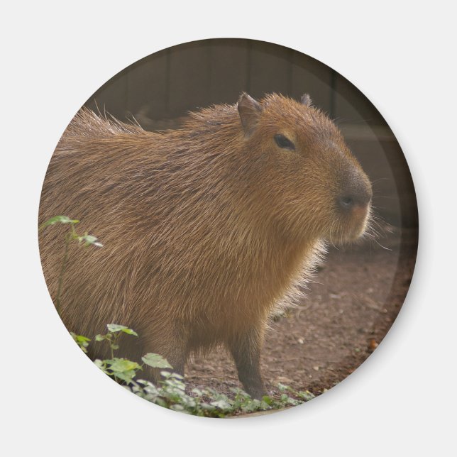 Capybara Magnet (Vorne)