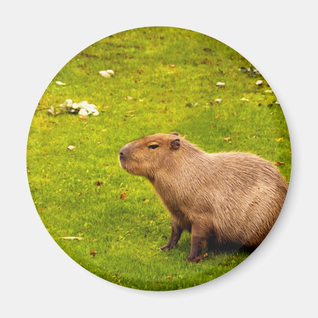 Capybara Magnet (Vorne)