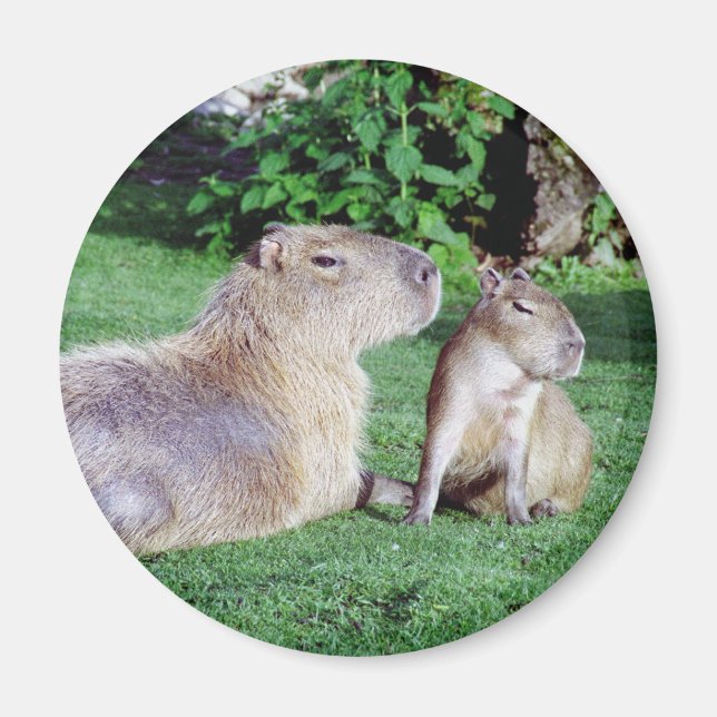 Capybara Mama und Son Magnet (Vorne)