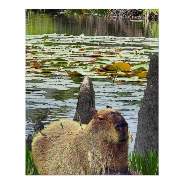 Capybara - Pneumatophores - Wildlife Poster (Vorderseite)
