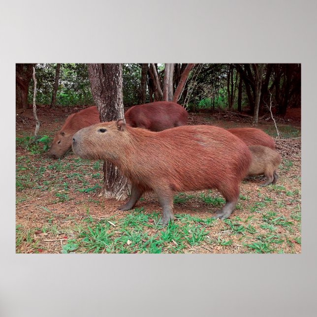 Capybara Poster (Vorne)