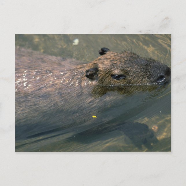 Capybara Postkarte (Vorderseite)