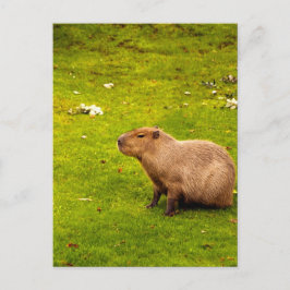 Capybara Postkarte