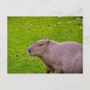 Capybara-Postkarte Postkarte