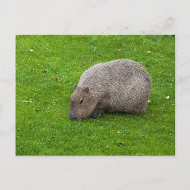 Capybara-Postkarte Postkarte (Vorderseite)