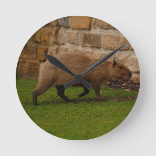 capybara runde wanduhr