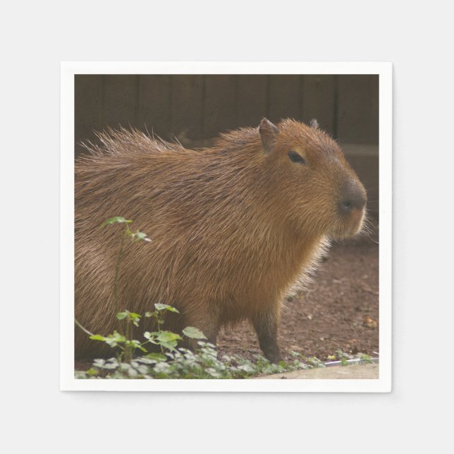 Capybara Serviette (Vorderseite)