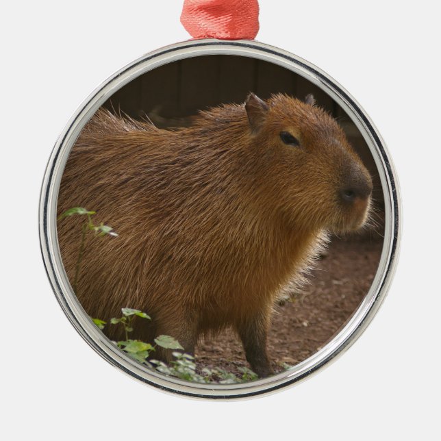 Capybara Silbernes Ornament (Vorne)