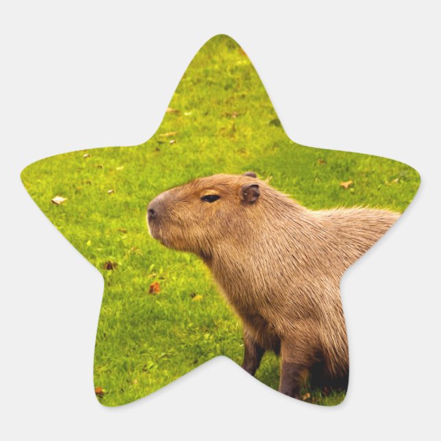 Capybara Stern-Aufkleber (Vorderseite)