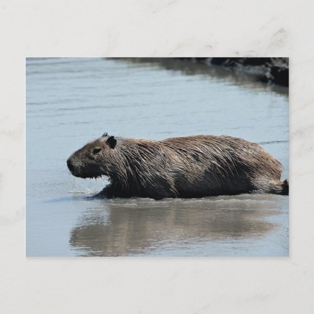 Capybara stürzt ins Wasser Postkarte (Vorderseite)