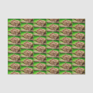 Capybara Trio Seidenpapier