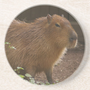 Capybara Untersetzer