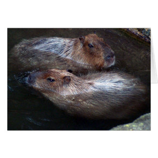 Capybaras im Wasser