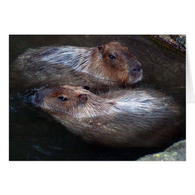 Capybaras im Wasser (Vorderseite (Horizontal))