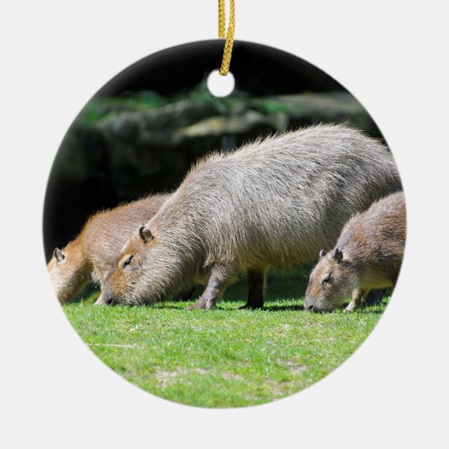 Capybaras-Weide Keramikornament (Vorne)