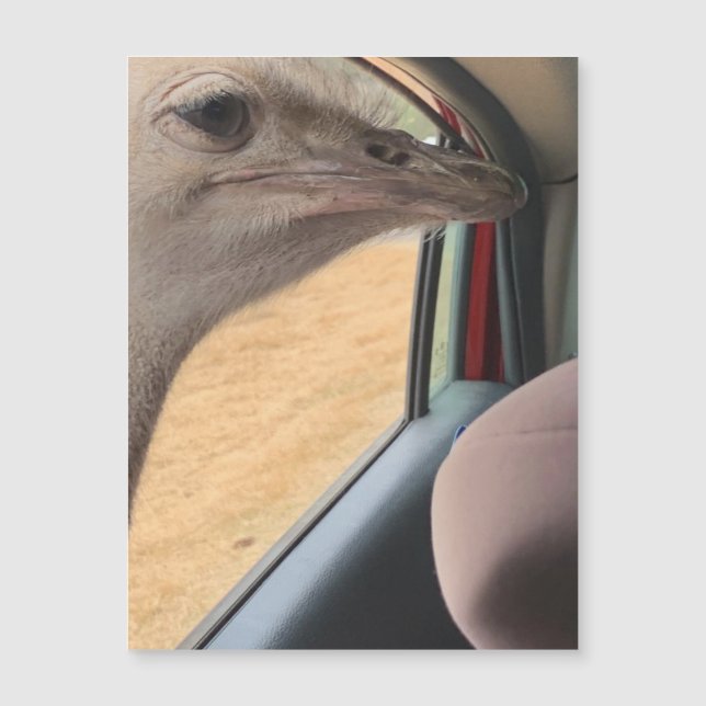 Car Ostrich Magnet (Vorderseite)