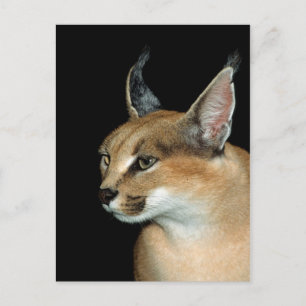 Caracal de carte postale