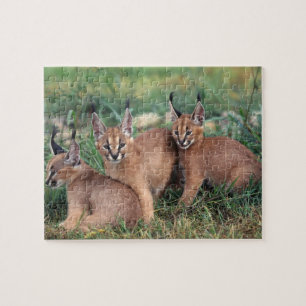 Caracals Spiel-Puzzlespiel