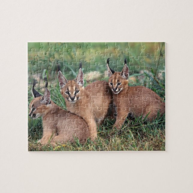 Caracals Spiel-Puzzlespiel (Horizontal)