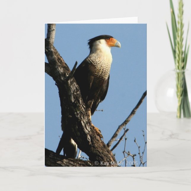 CARACARA 1-04 KARTE (Vorderseite)