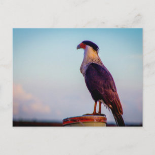 Caracara, Kissimmee Prairie Staat Park, Florida Postkarte