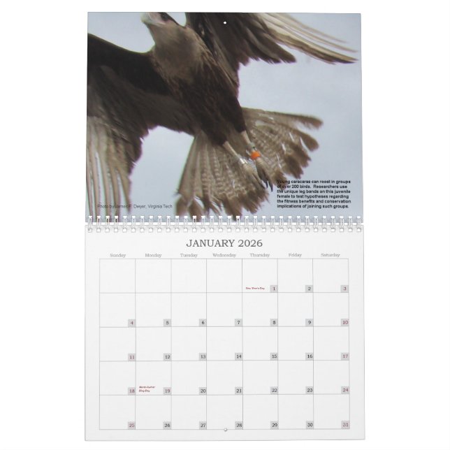 Caracaras von Florida Kalender (Jan 2026)