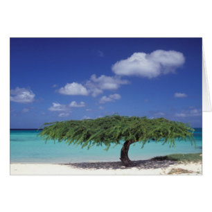 Caraïbes, Aruba. Plage Eagle
