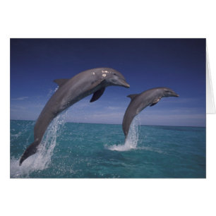 Caraïbes, dauphins à gros nez Tursiops