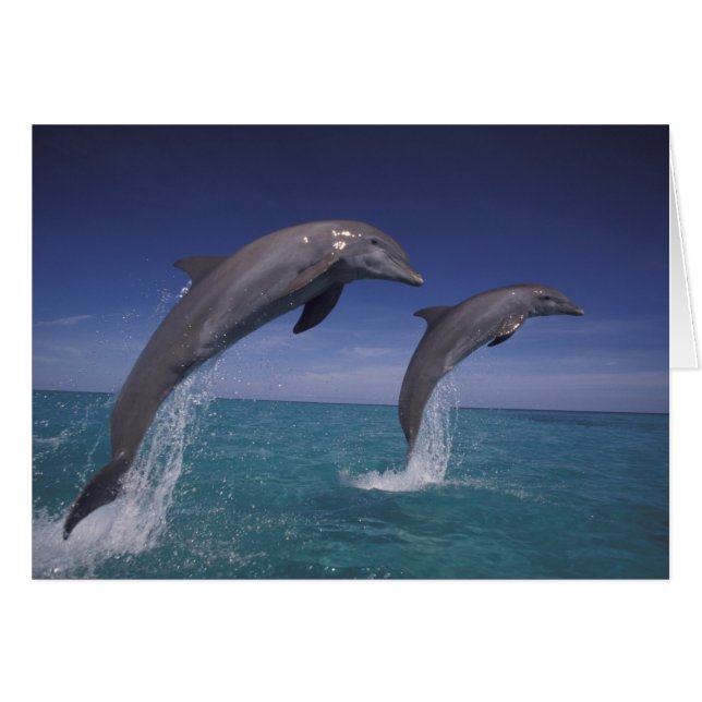 Caraïbes, dauphins à gros nez Tursiops (Devant horizontal)