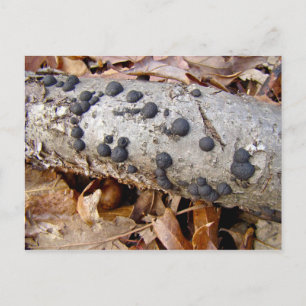 Carbon Balls (Daldinia concentrica) Pilze Postkarte