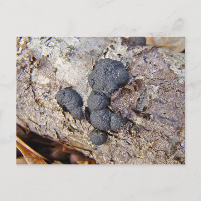 Carbon Balls (Daldinia concentrica) Pilze Postkarte (Vorderseite)