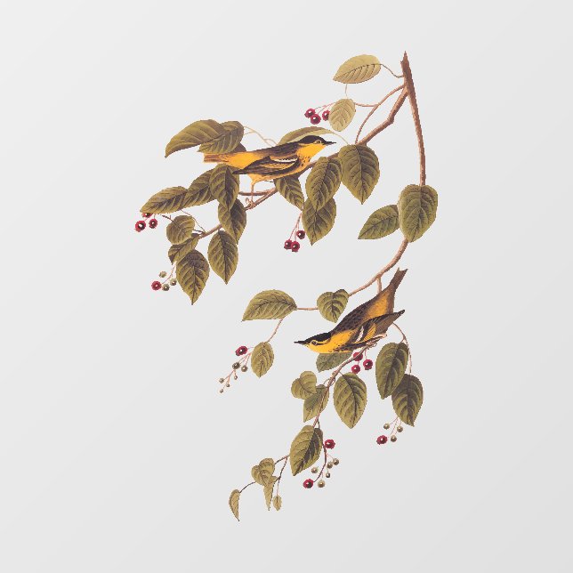 Carbonated Warbler Audubon Bird Fensteraufkleber (Blatt)