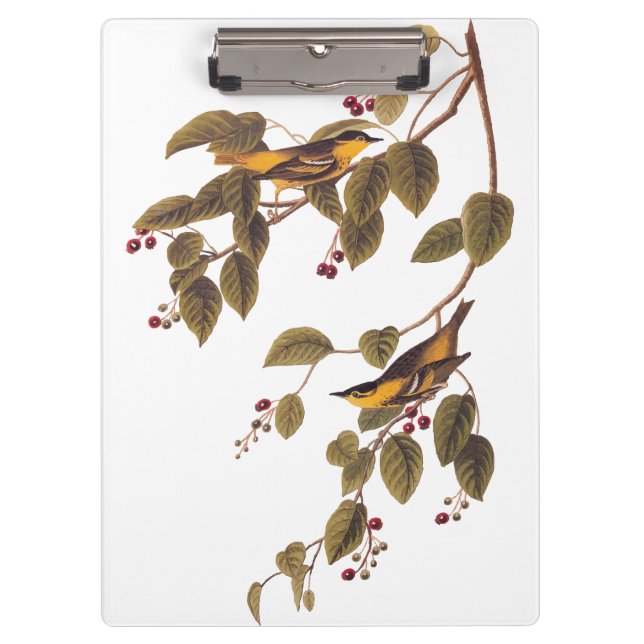 Carbonated Warbler Audubon Bird Klemmbrett (Vorderseite)