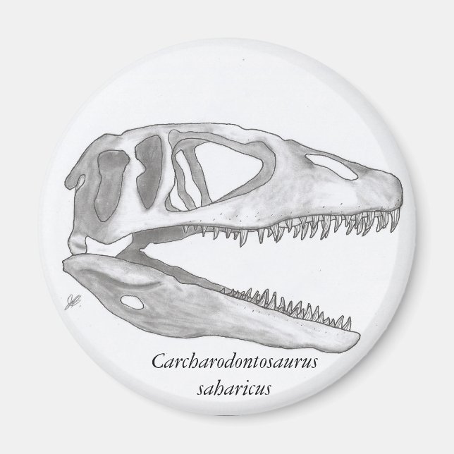 Carcharodontosaurus saharicus-Schädelmagnet Magnet (Vorne)