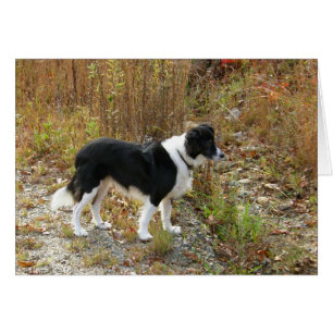 card - Border Collie Autumn