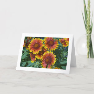 Card, Daisies # 227 Karte