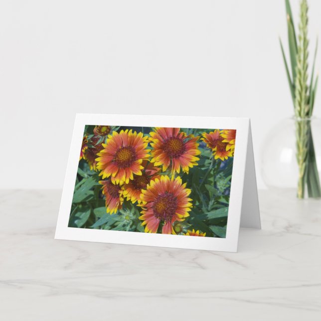 Card, Daisies # 227 Karte (Vorderseite)