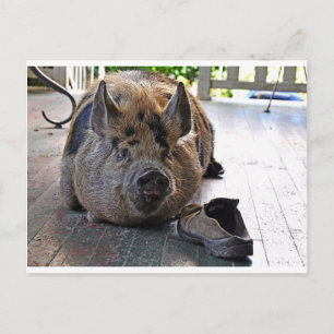 Card. Kunekune Pig. Wir machen Porch. Postkarte