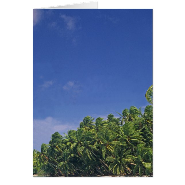 Card, le rivage de Pukapuka. (Devant)