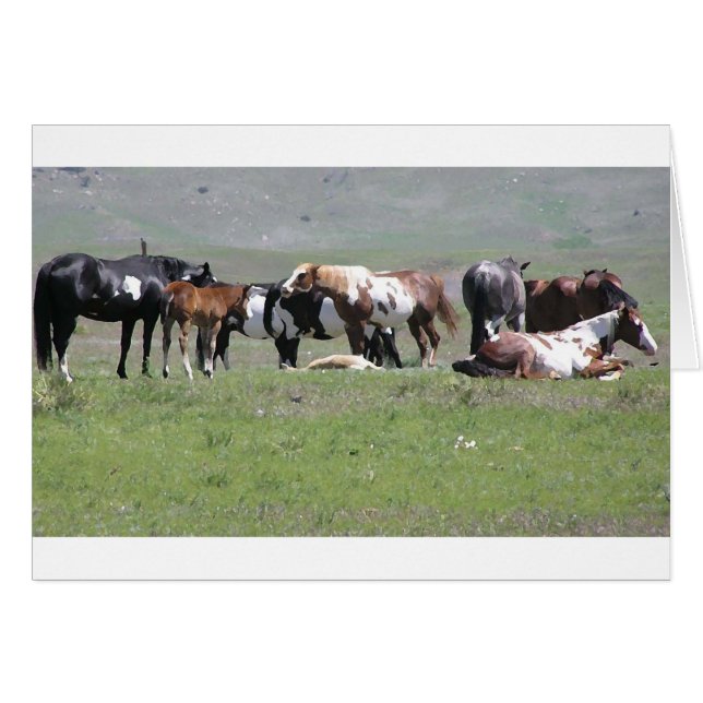 card - Pinto Herd, South Dakota (Vorderseite (Horizontal))