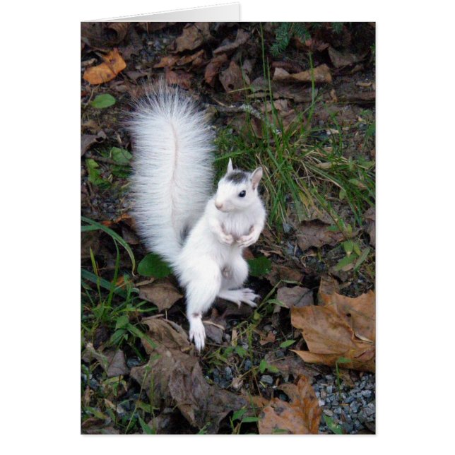card - White Squirrel (Vorne)