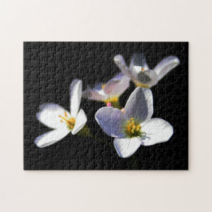 Cardamine Pratensis Blume 11x14 252pc jpcna