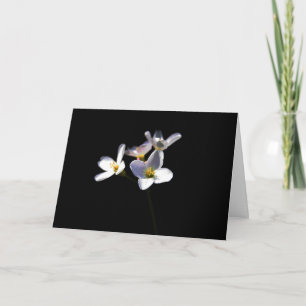 Cardamine Pratensis Blume GC Karte