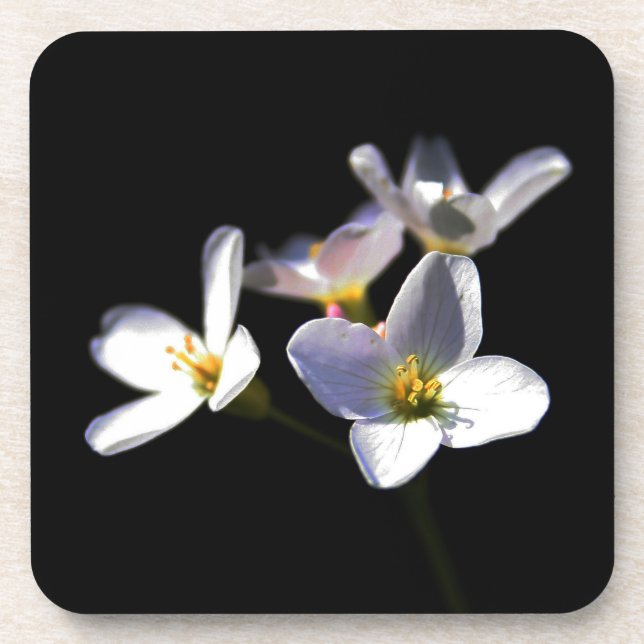 Cardamine Pratensis Blume Küstenercna Getränkeuntersetzer (Vorderseite)