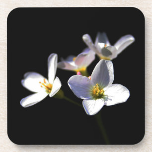 Cardamine Pratensis Blume Küstenercnm Getränkeuntersetzer