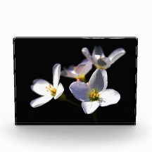 Cardamine Pratensis Blume pbcnm