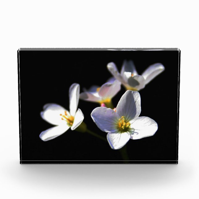 Cardamine Pratensis Blume pbcnm Fotoblock (Vorderseite)