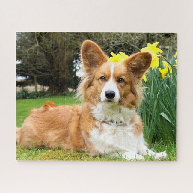 Cardigan Welsh Corgi Dog (Horizontal)